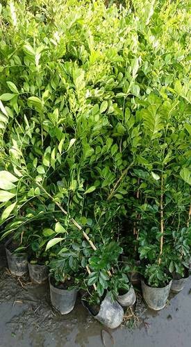 [售]七里香实生苗/请先来电洽询