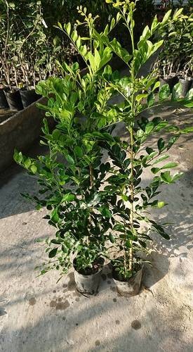 [售]七里香实生苗/请先来电洽询