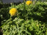樂屋網待售房屋聯絡人資訊