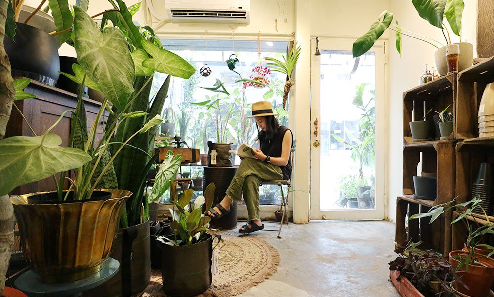 【夏日植型力II】懶惰植人篇！懶人植物不再只有多肉選擇，七款超好養葉...