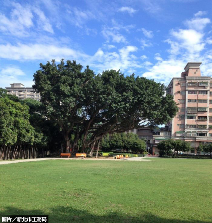 樹林藝文大樓啟用 與老樹共融共存