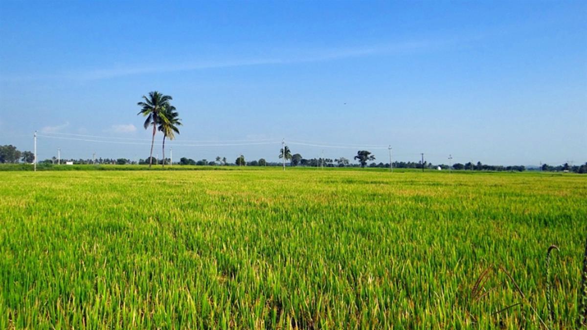 賣農地免繳房地合一稅？他做錯1動作 慘遭補稅罰款600萬