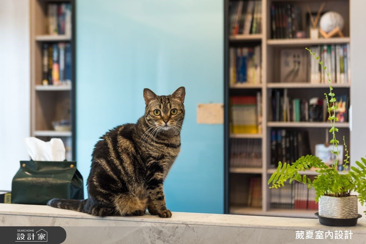 小空間的大機能！ 100 萬以下打造 23 坪寵物宅