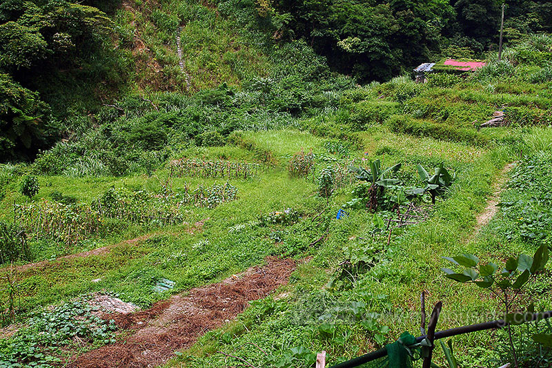 藍營指控劉建國  競辦佔用農地