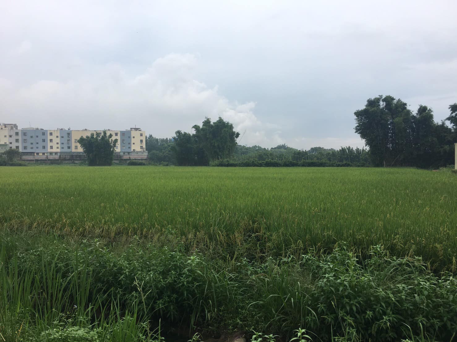 台積龍潭廠落空 房價恐回檔2成？ 龍科自救會：為守護更重要的價值