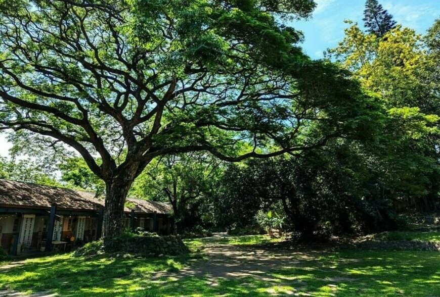 高雄新市鎮3期爭議　橋頭糖廠恐被60米道路切割 環團倡森林遊樂區保文化...