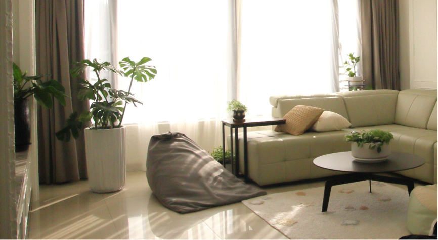 小資裝潢必看！畫龍點睛就靠它　一盆「龜背芋」打造療癒、高質感風格