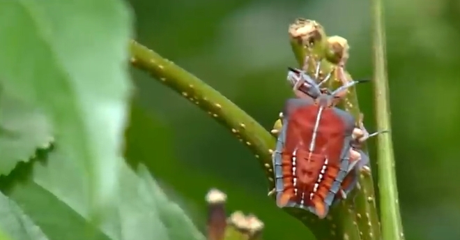 晾衣服驚見「14粒小綠卵」已孵化！妹子嚇崩潰：馬上搬家