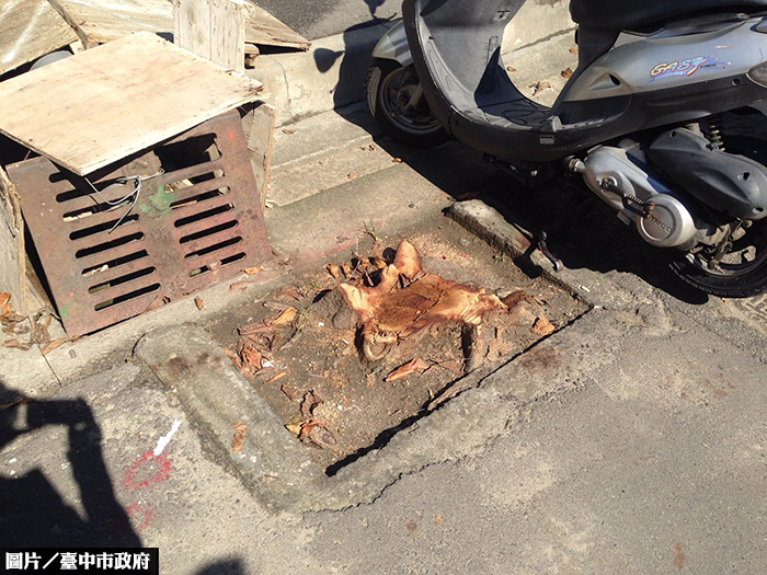 台中建商再惹禍　這次因為移樹