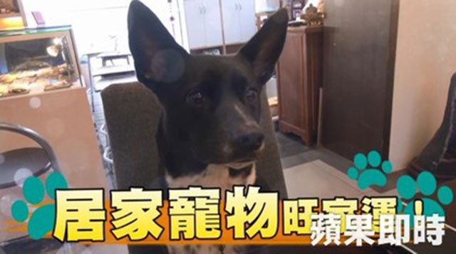 想轉運　養個毛小孩旺家運！