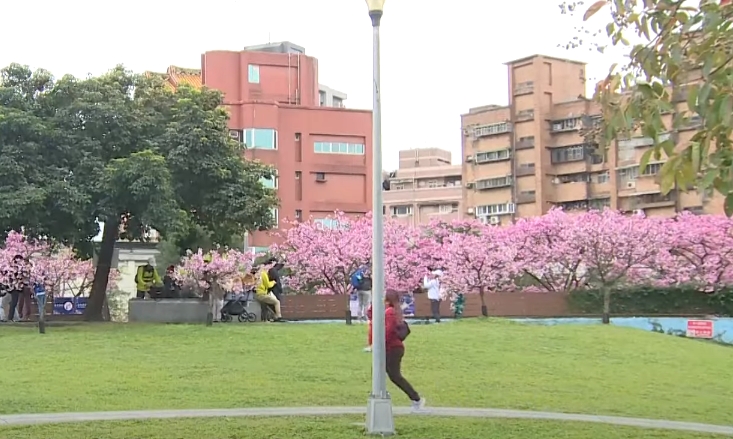內湖「樂活夜櫻季」美炸 第一排住戶超崩潰：東湖人的災難