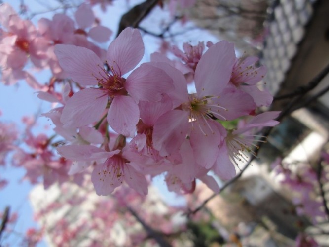 【淡海】淡海賞屋遊記 跟小編一起邊看邊玩