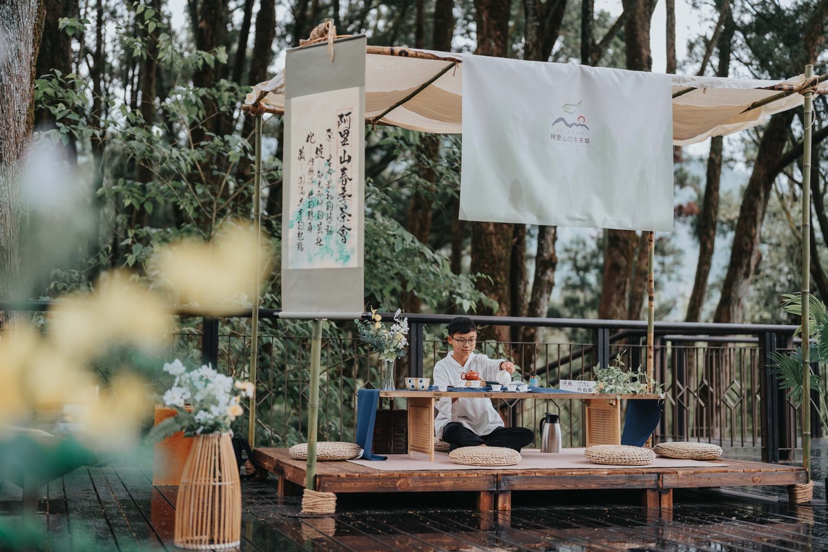 阿里山115年四季茶旅全新啟航！「春季茶會」引領小小茶師走入百年肖楠林