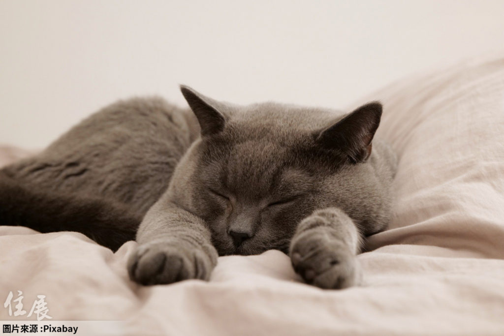 想開放房客養寵物「多收點租金但又怕怕」 網友反應大不同：真的不行vs貓...