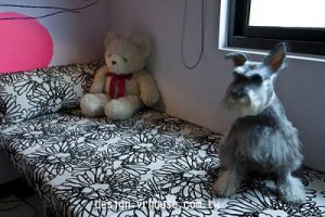 了解寵物習性 打造完美居家小窩