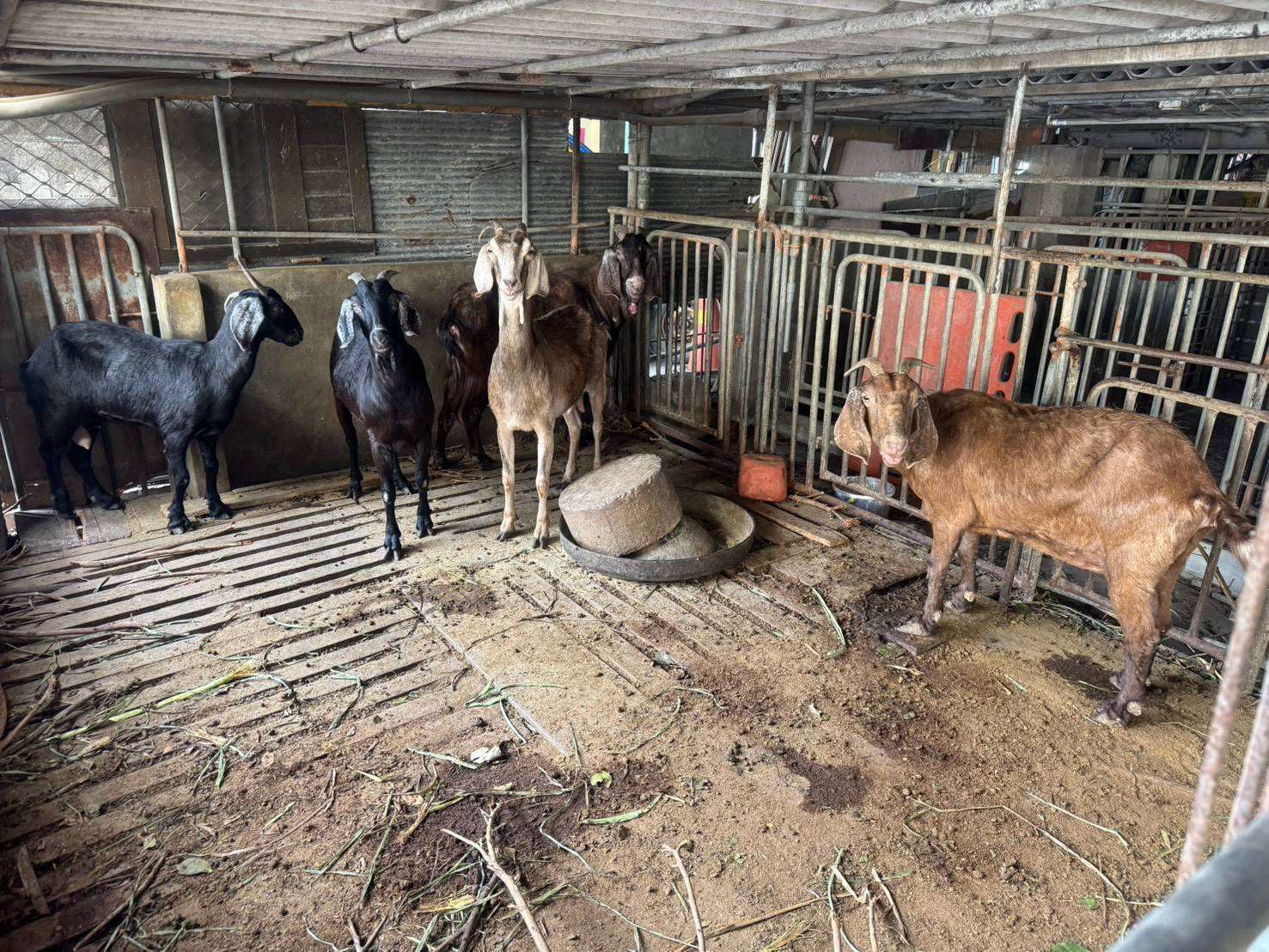 雲林羊肉驗出戴奧辛超標　問題肉品全攔截、源頭8隻羊銷毀