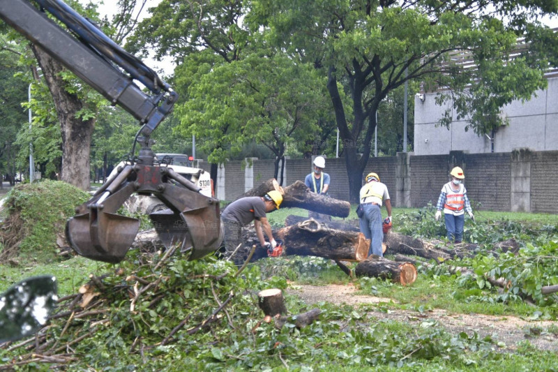 海葵倒塌路樹 高市建商協助復原市容