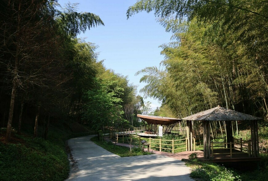 雲林南投聯手！草嶺石壁516公頃竹林，申請指定觀光地區，打造中部森林療...