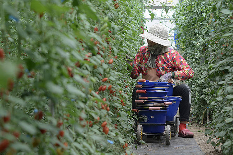 變少、變貴、口感也變了~變調的水果王國