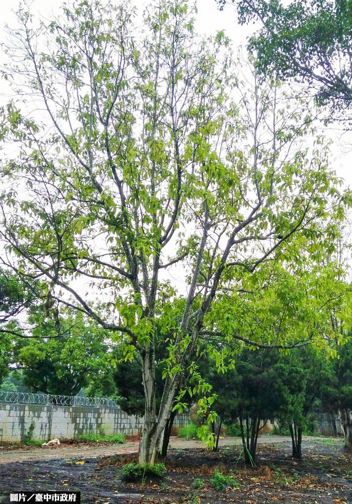 閒置軍營變身 奇樹異果花博后里園區