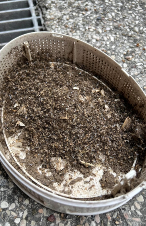 好市多捕蚊神器！內行曝「加1物」滅蚊超有感 驚人戰績曝