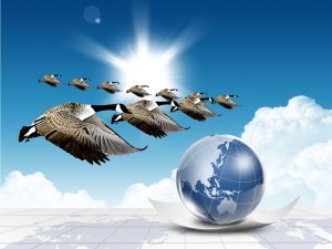 灰天鵝驚動國際