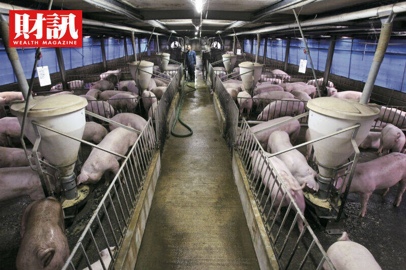 終結23年夢魘、列名亞洲唯二口蹄疫非疫區 瞄準外銷百億商機，台灣需要一...