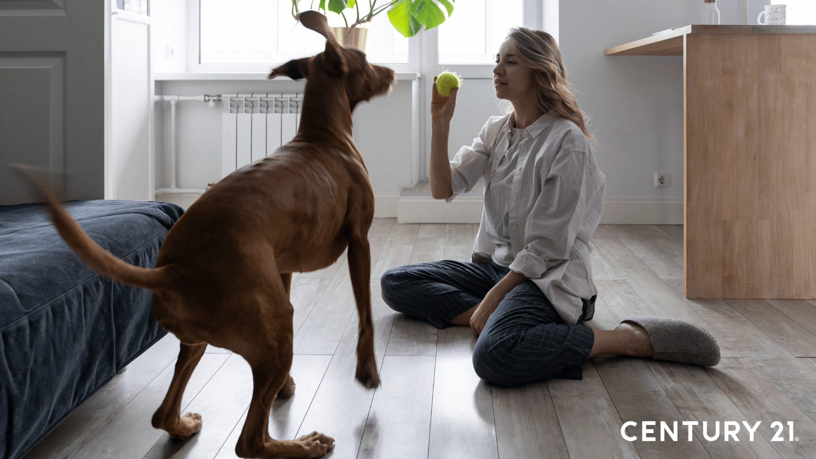 養狗之家要注意的則是家中的地板需要具備防滑、防水好清潔、耐刮三大重點（圖片來源_21世紀不動產）