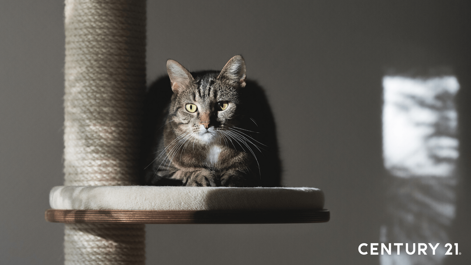 保有狩獵習性的貓咪擅長攀爬式的垂直移動，待在高處也對貓咪來說比較有安全感。（圖片來源_21世紀不動產）