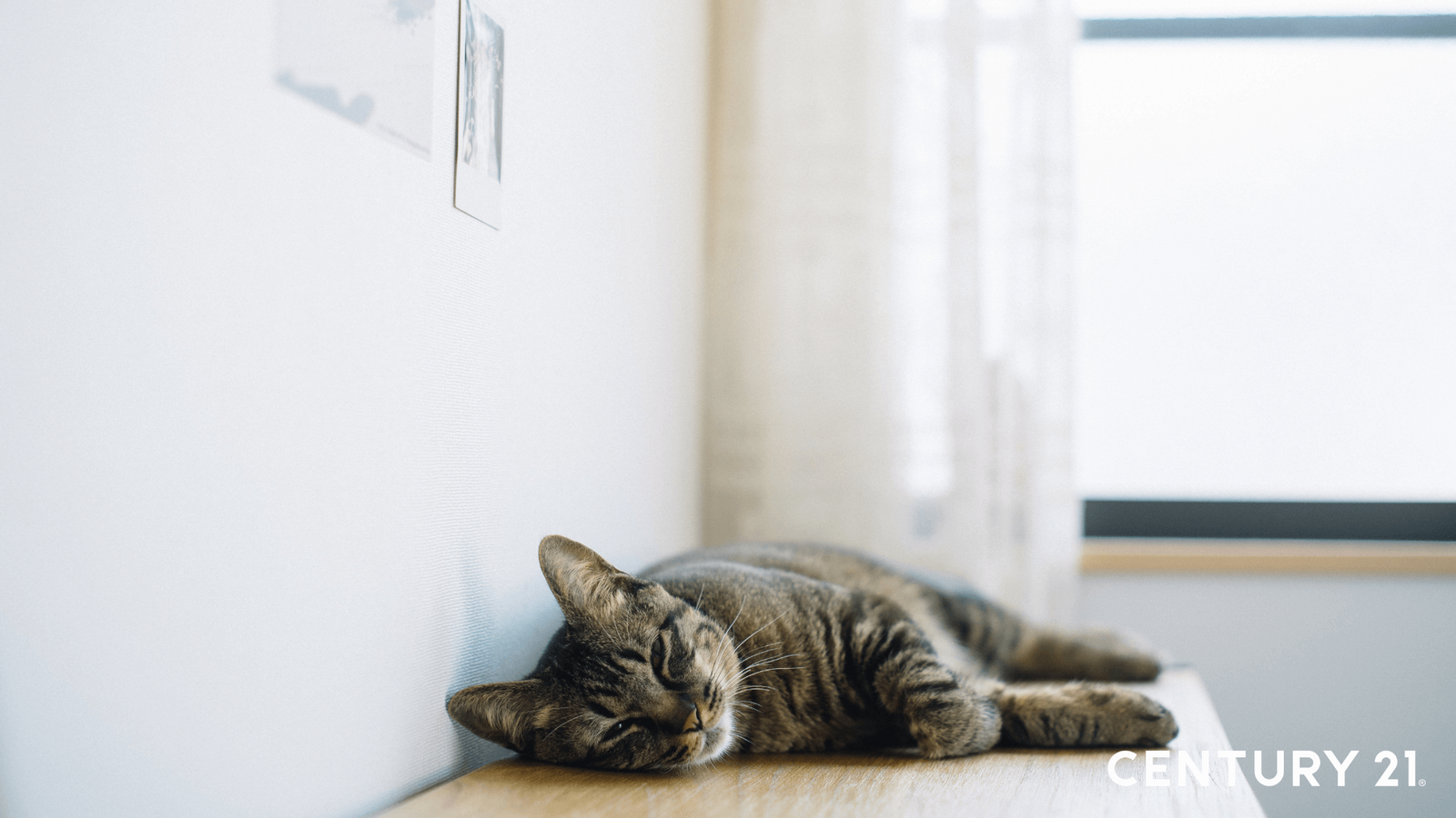 222由在日文的發音像極了貓的叫聲，於是2_22變成為了貓之日。（圖片來源_21世紀不動產）