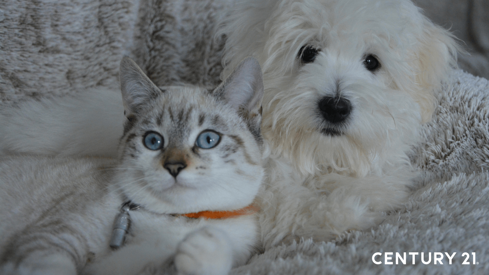 21世紀不動產企劃研究室指出，如何規劃出人寵皆舒適的空間成了大學問（圖片來源_21世紀不動產）