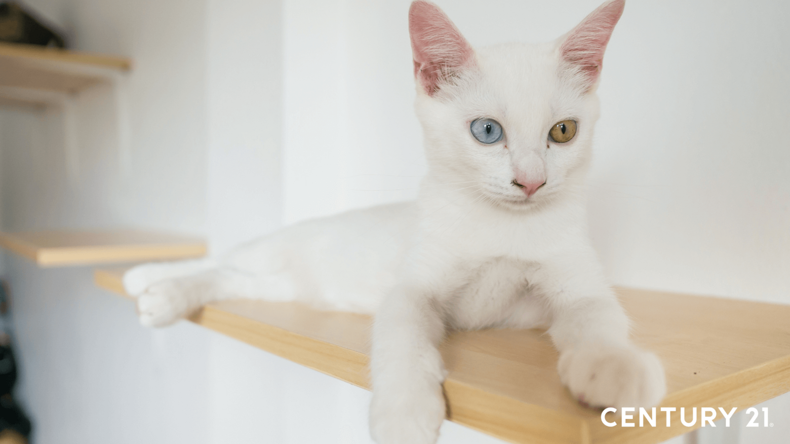 保有狩獵習性的貓咪擅長攀爬式的垂直移動，待在高處也對貓咪來說比較有安全感。（圖片來源_21世紀不動產）