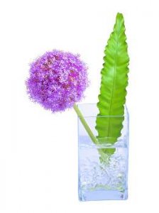 老是遇到爛桃花？植物風水有學問