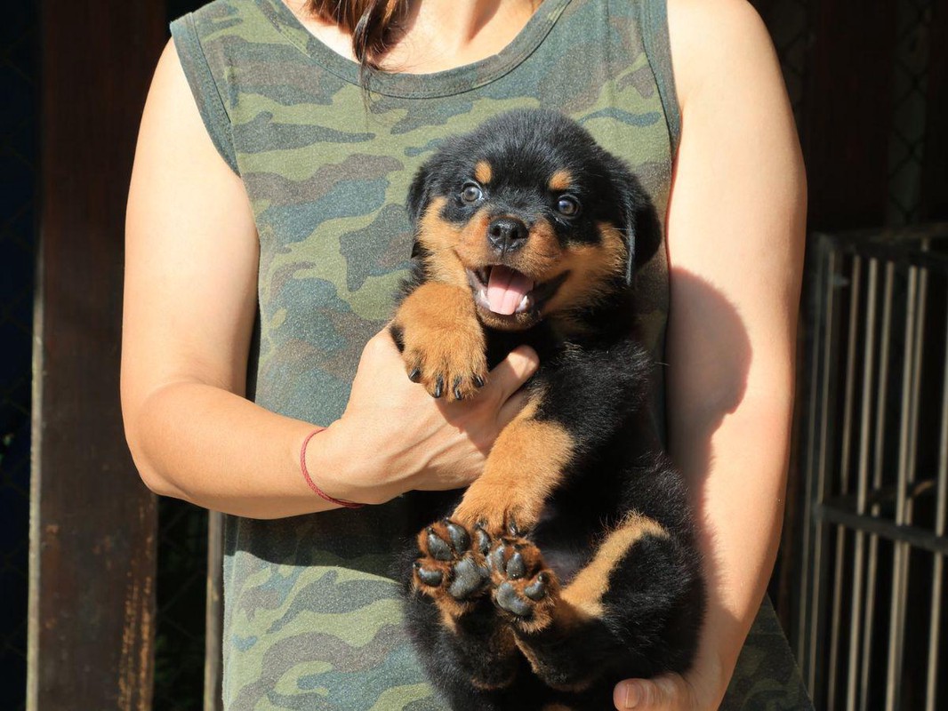 從養犬興趣走向繁育大型犬！苗栗犬舍帶你從特性到生活條件認識羅威那、...