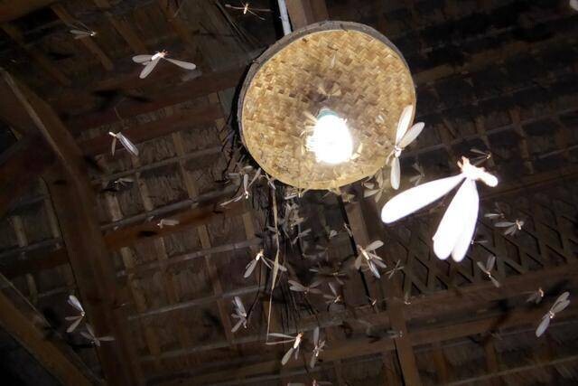 暴雨來襲白蟻愛  4招防範蟲蟲危機