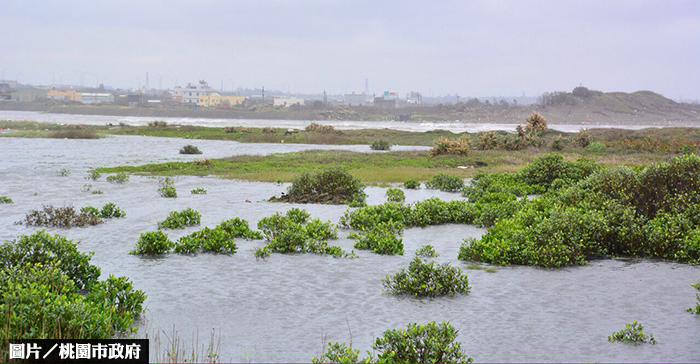 桃園新亮點　許厝港濕地公園明年成立
