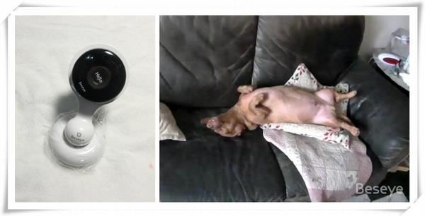 外出也能看緊緊，Beseye寵物監視器