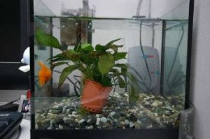 水主財！魚缸擺放學問多