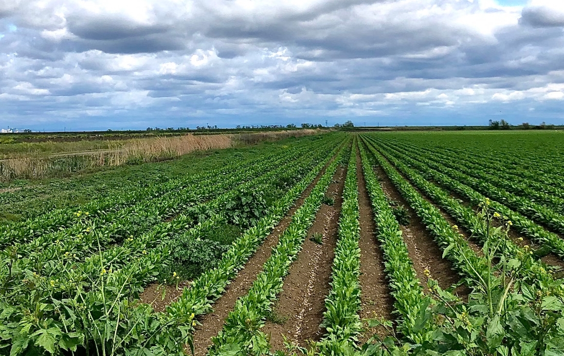 地主看過來！「法拍農地」免徵土增稅 這類人無法申請