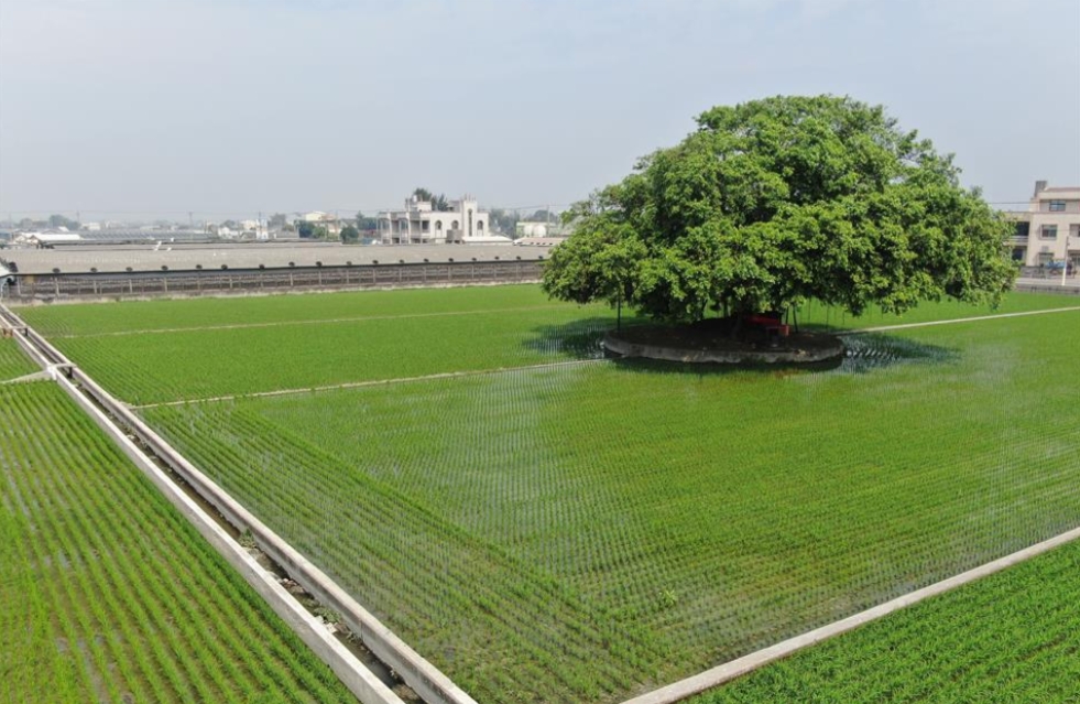 爽當田僑仔！彰化標售農地 不用5萬元就買得到