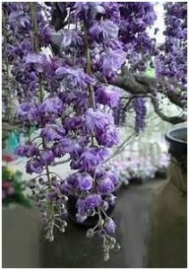 招財植物要擺對方位