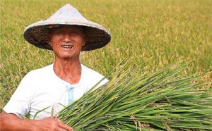 小農經濟出頭天