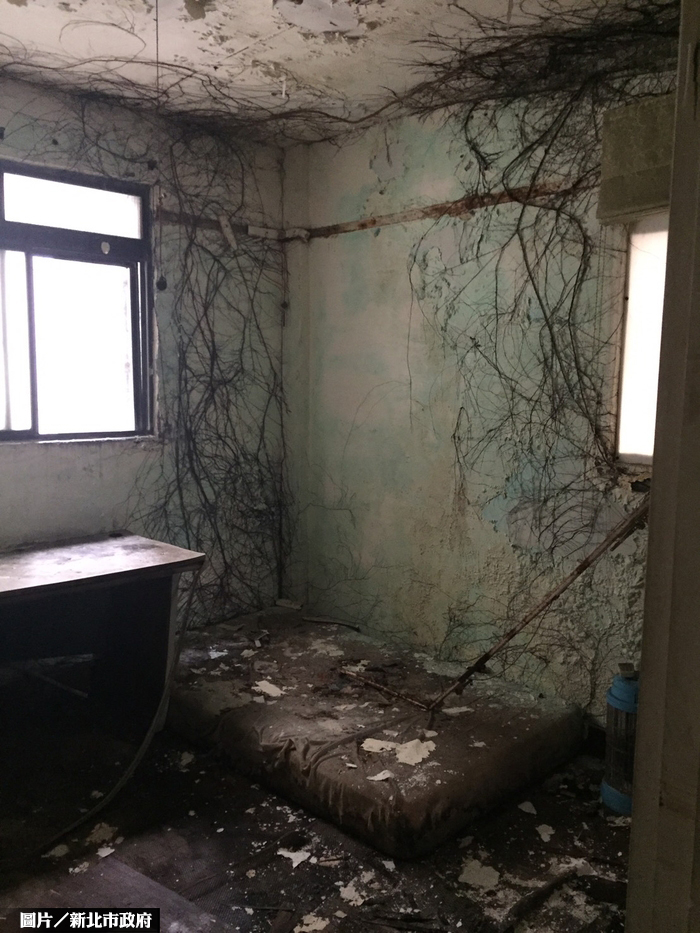 房子裡長樹！ 新店第一批老公寓將重建