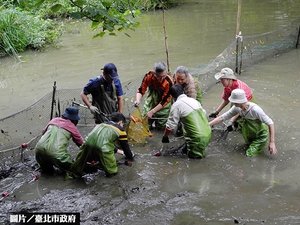 木柵萃湖打造螢火蟲樂園