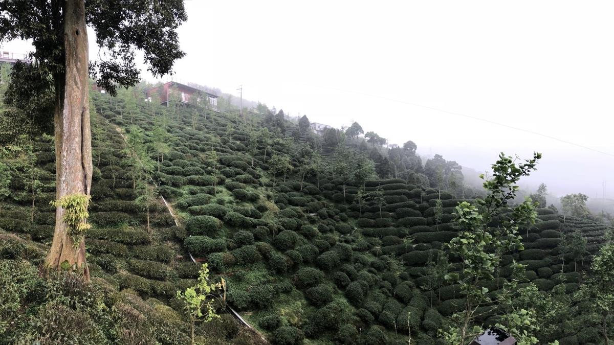 有無「特定」差很大？農牧用地買賣眉角多 專家QA一次看