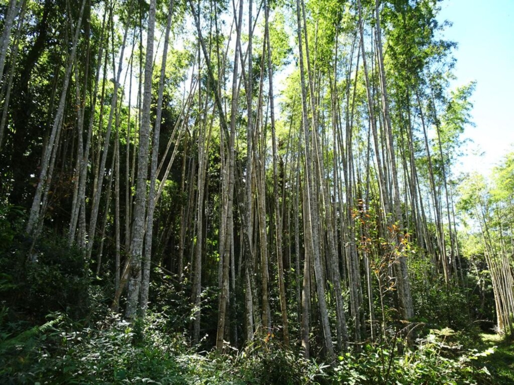 《造林碳匯方法學》修正案通過　擴大參與門檻強化森林碳吸存效益