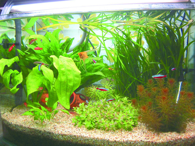 擺放魚缸，廣招財運