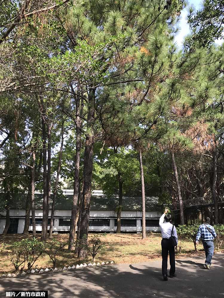 百年松列管 新竹靖廬將成老樹公園
