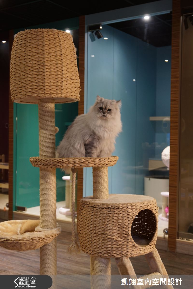 主人不在家！ 喵星人party就在寵物旅館歡樂登場