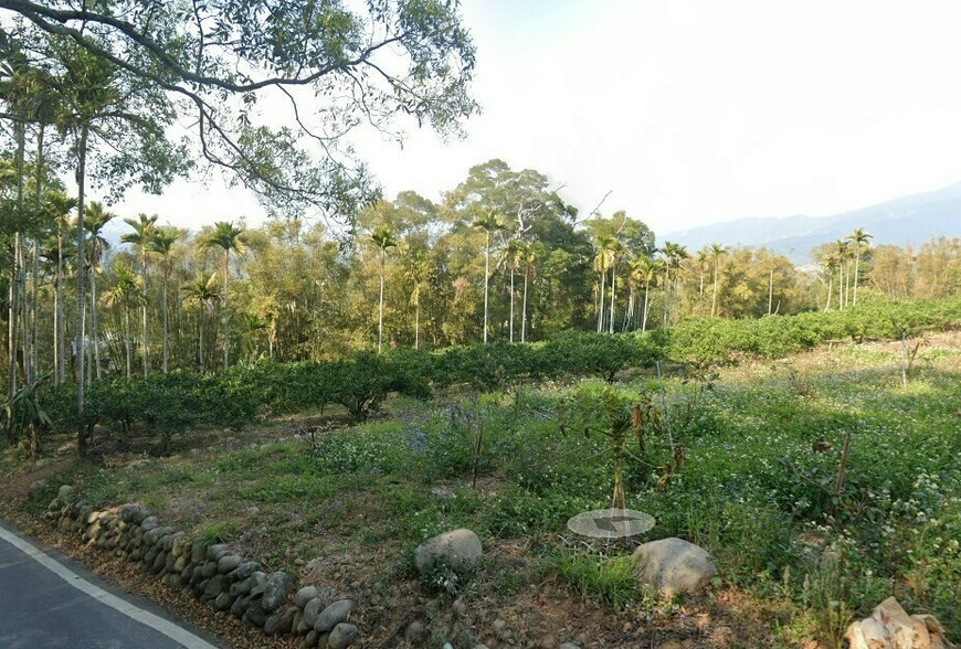 造林新制上路！獎勵金提高至60萬 林保署推多元經營模式